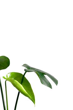 Close-up of fresh green leaves against a white background, highlighting simplicity and freshness.