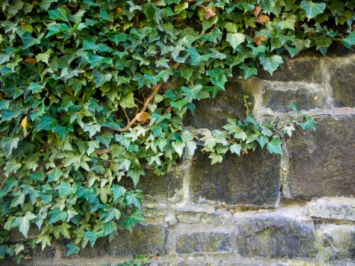 Free A detailed close-up of green ivy leaves sprawling over a rugged stone wall. Stock Photo