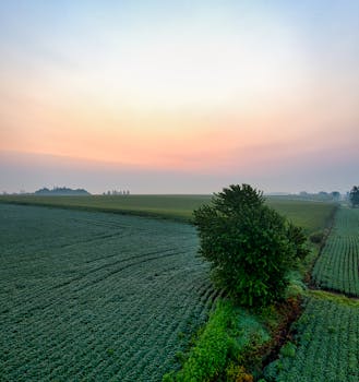 A stunning sunrise over lush Minnesota croplands, capturing rural tranquility and nature's beauty.