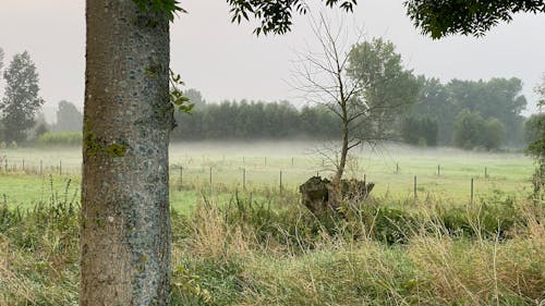 A Foggy Field in the Countryside