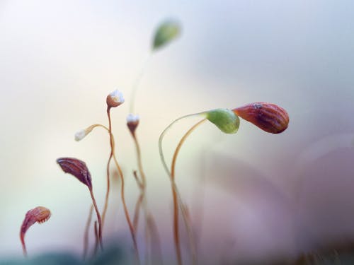 Ingyenes stockfotó macrophotography, makró, moha témában