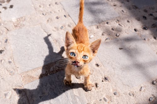 Kitten Standing on Concrete Floor