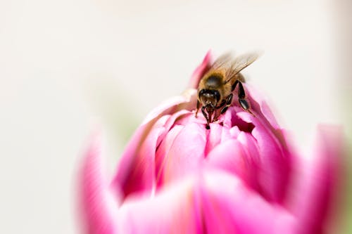 Free stock photo of honey bee
