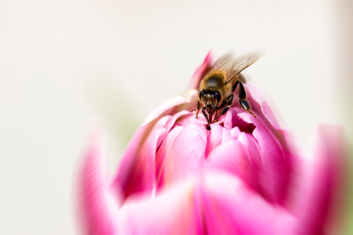 Fotos de stock gratuitas de abeja