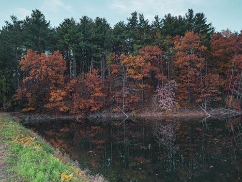 Free stock photo of autumn, autumn background, fall