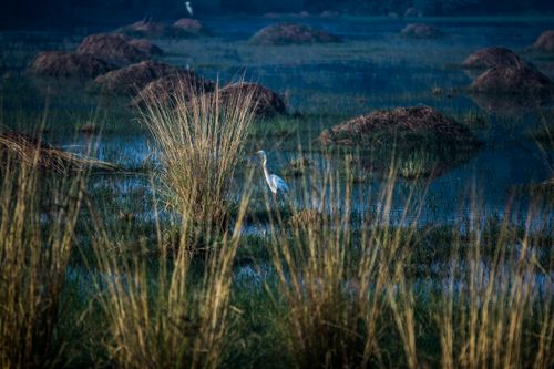 Free A graceful egret stands amidst the tranquil wetlands of Gurugram, India, showcasing nature's beauty. Stock Photo