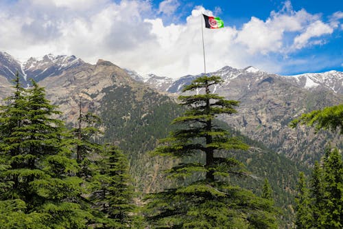 Pine Trees Near Mountain