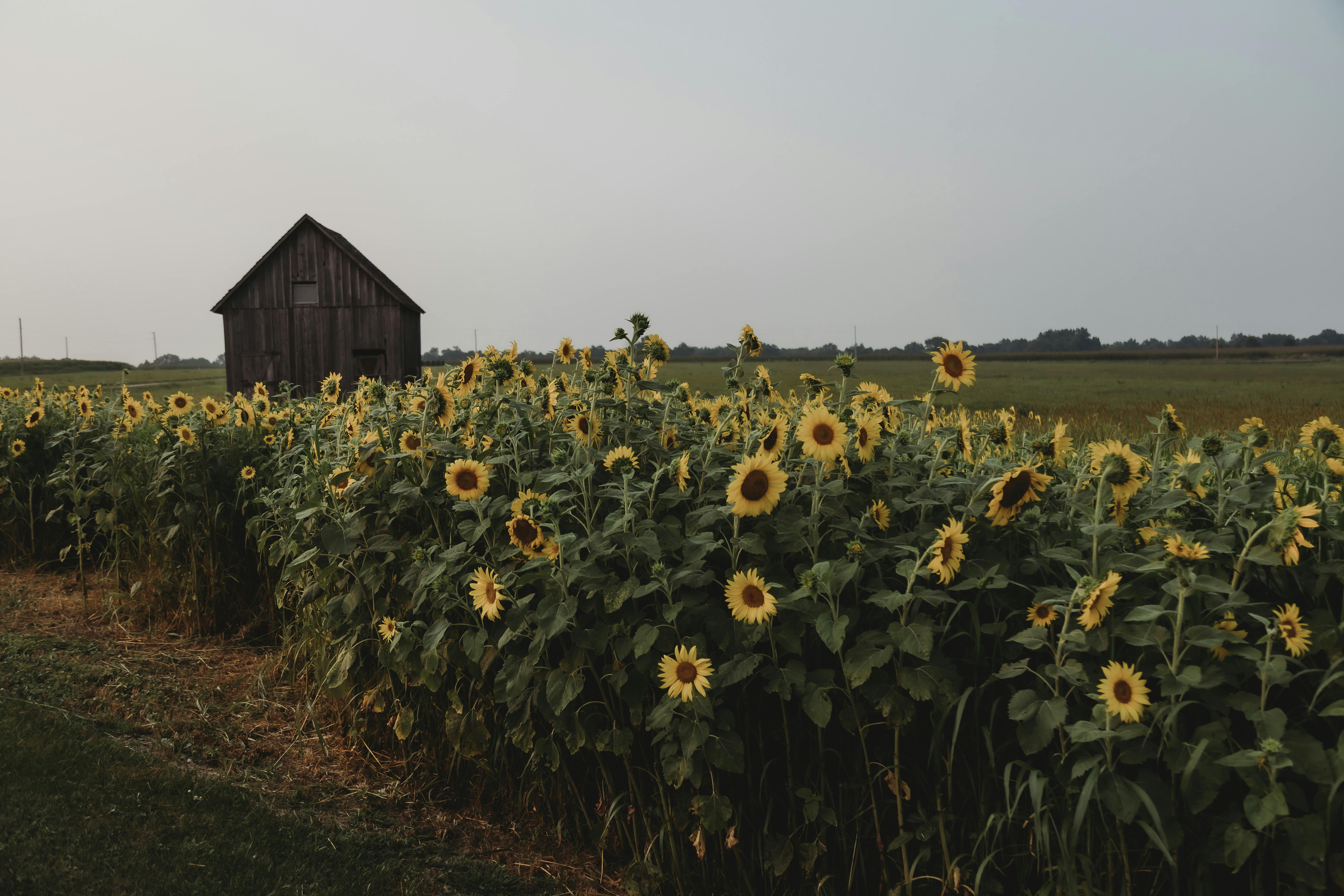 A picturesque scene of a wooden barn with a vibrant sunflower field under an open sky. Perfect for rural themes.