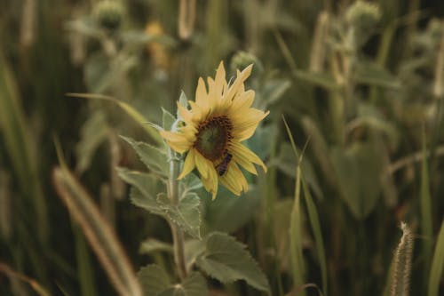 Ilmainen kuvapankkikuva tunnisteilla auringonkukka, kasvi, kasvikunta Kuvapankkikuva