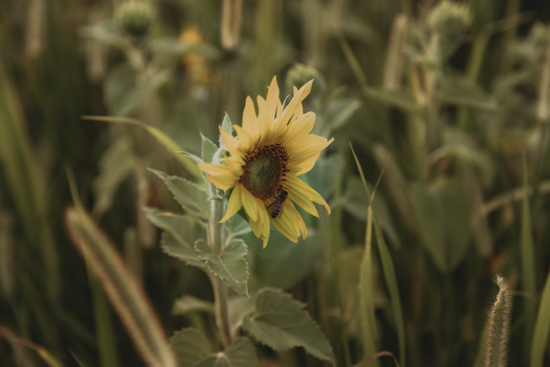 Photo of a Yellow Sunflower 