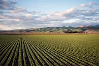 鸟瞰加利福尼亚州圣玛丽亚的广阔农田，可以看到农作物整齐排列，山峦连绵起伏