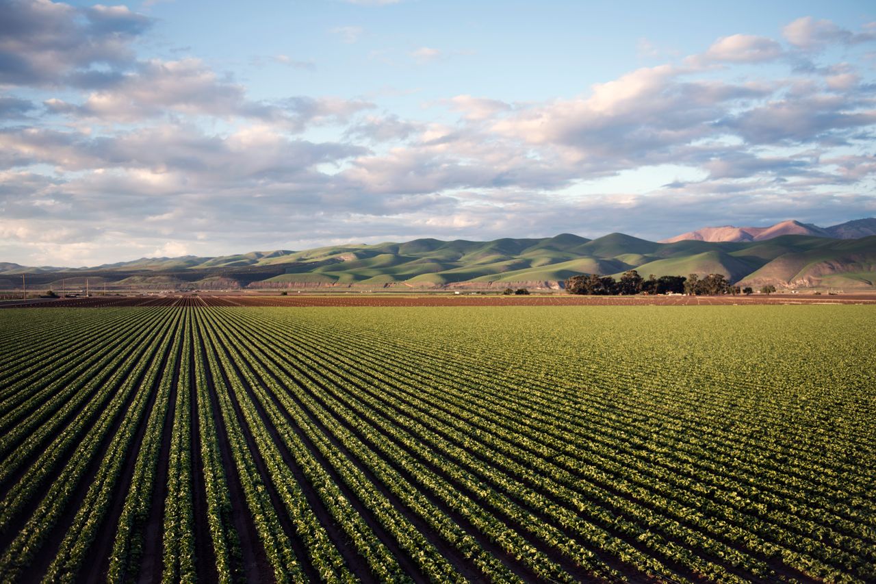 Crop rows stretching toward hills and sky