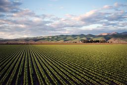 Crop rows stretching to the horizon at dusk