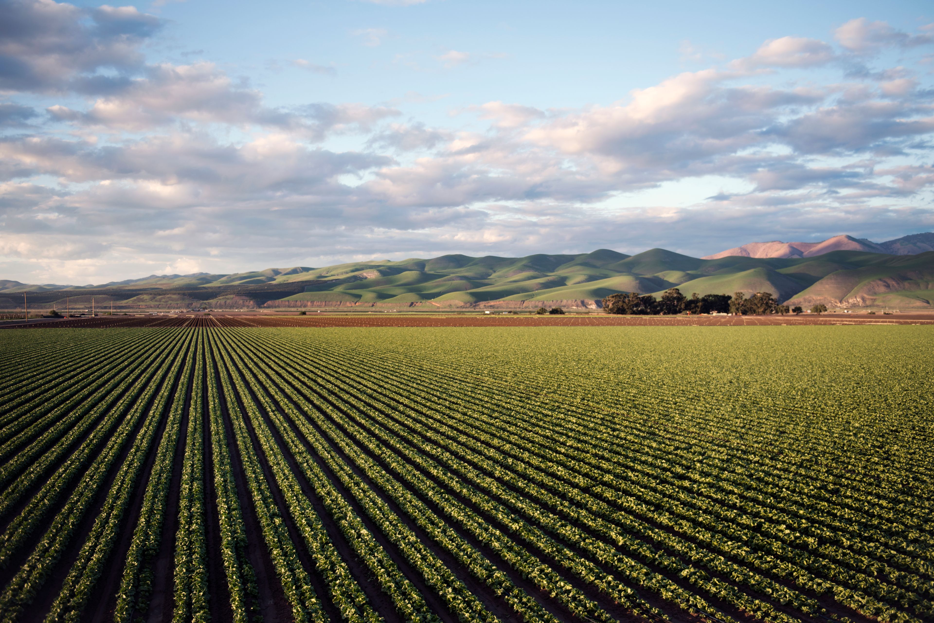 Santa Maria: Rows of crops beneath rolling hills in Santa Maria