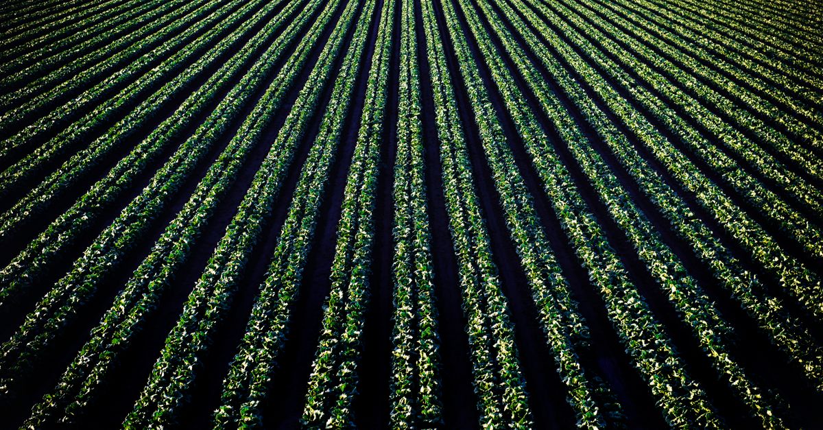 ¿Qué experiencias de agricultura regenerativa hay en zonas rurales de El Salvador? ¿Qué experiencias de agricultura regenerativa hay en zonas rurales de El Salvador?