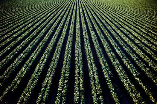 Aerial perspective of lush croplands in Santa Maria, California.