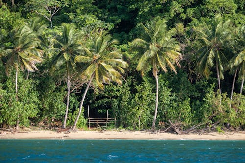 Green Coconut Trees Near Body of Water