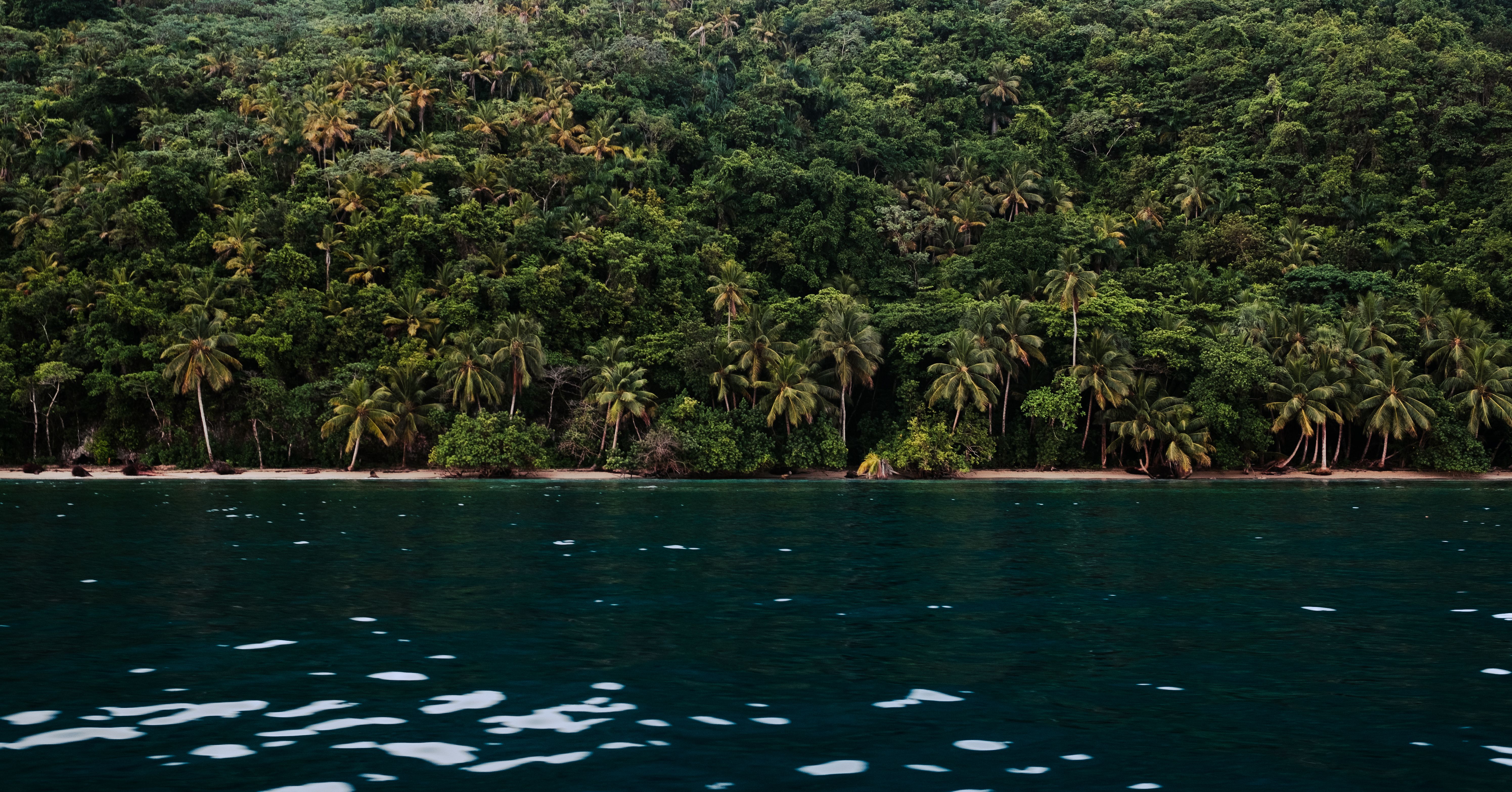 Dense tropical rainforest with palm trees lining a serene ocean shore.