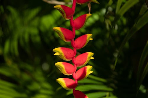 Hanging Lobster Claw Plant