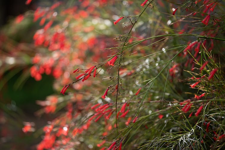 Firecracker Plant In Close-up Photograhpy