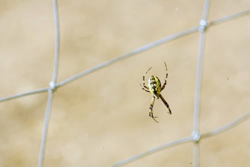 Photos gratuites de araignée, araignée de jardin, insecte