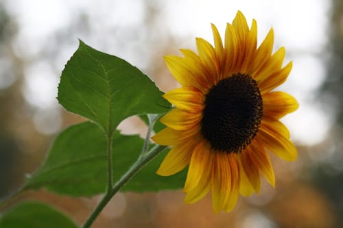 Gratis arkivbilde med blomst, solsikke