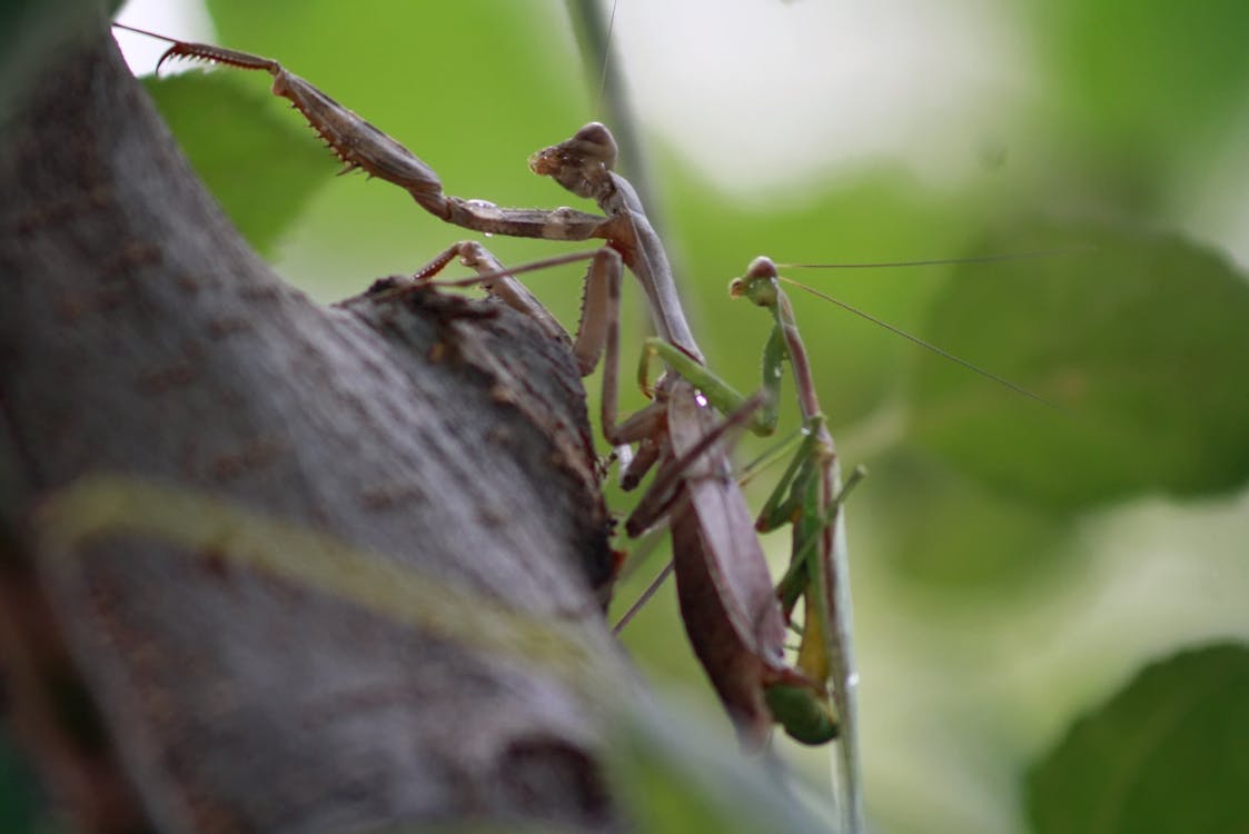 Free stock photo of praying mantis Stock Photo