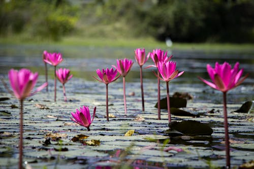 Pink Lotus Flowers on Water