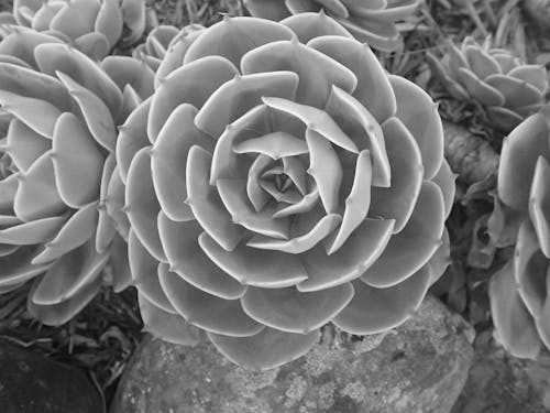 Free stock photo of black and white, cacti, flowers Stock Photo