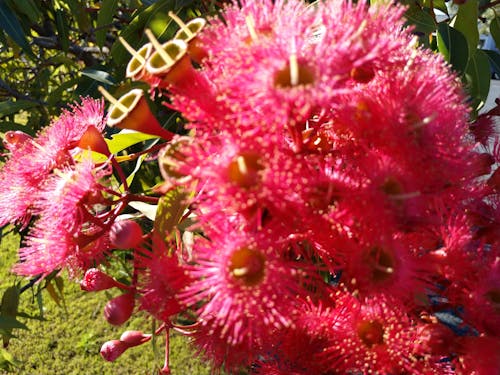 Free stock photo of flowers, pretty, red flowering gum Stock Photo