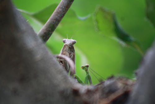 Free stock photo of female, male, praying mantis Stock Photo