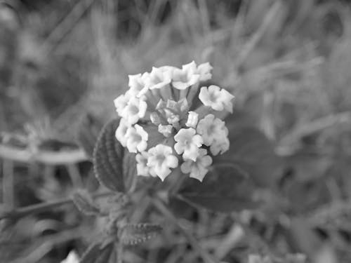 Free stock photo of black and white, flowers, lantanas Stock Photo