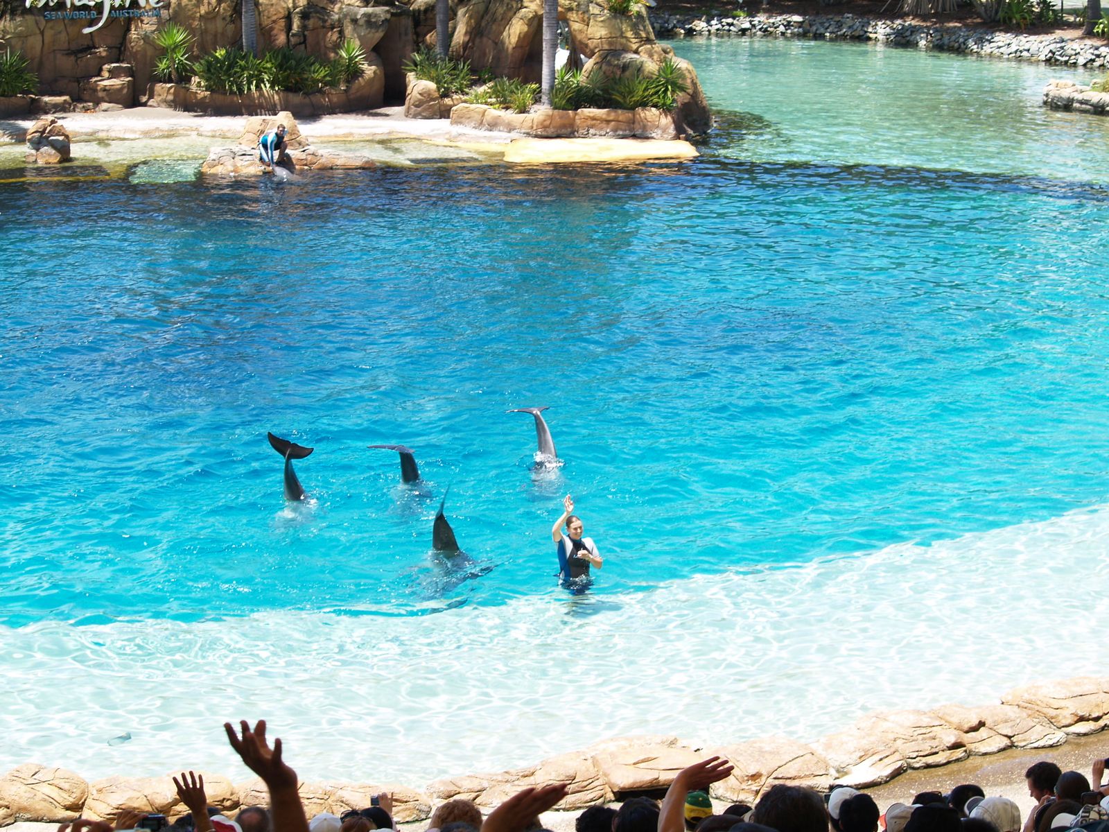 Sea World Gold Coast dolphin show marine park