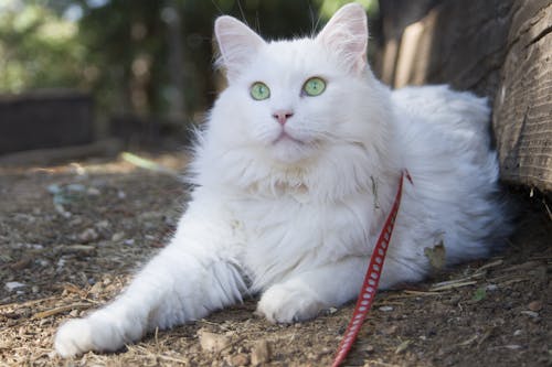 Gratis arkivbilde med grønne øyne, hvit, katt