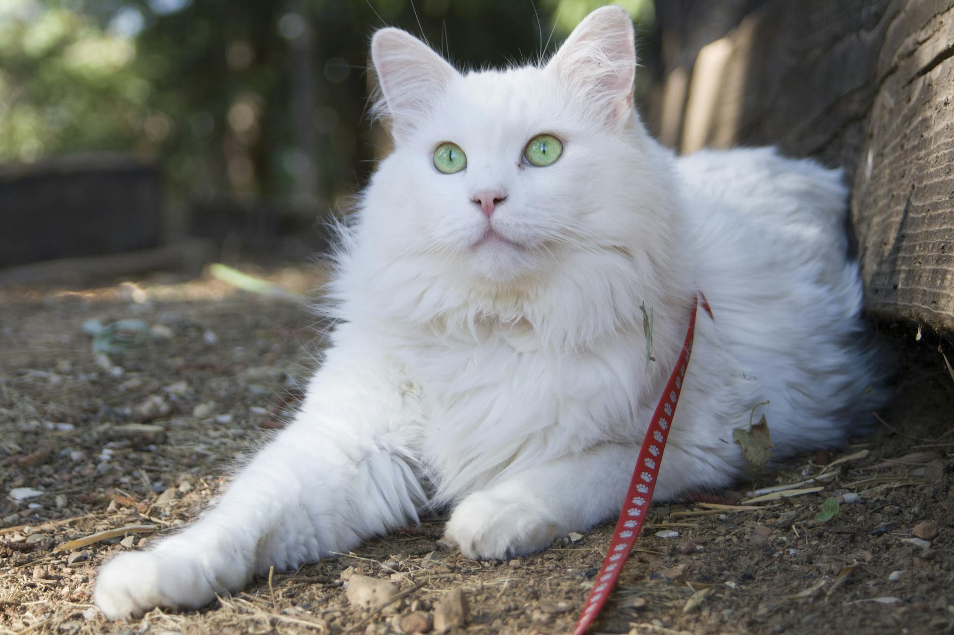 Kostenloses Foto zum Thema grüne augen, katze, weiß Kostenloses Foto zum Thema grüne augen, katze, weiß