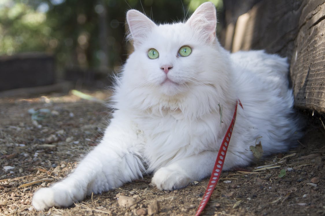 고양이, 녹색 눈, 하얀색의 무료 스톡 사진