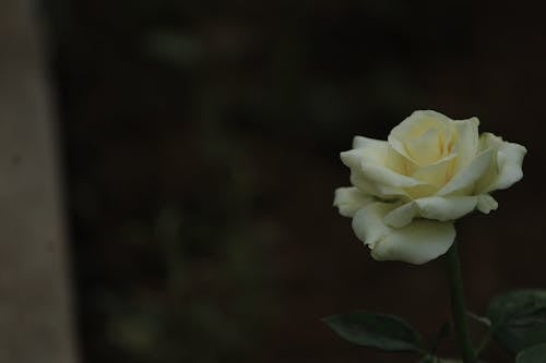 Free Close-Up Photography of a White Rose in Bloom Stock Photo