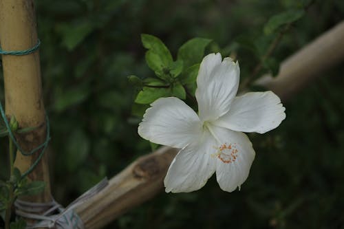 Close-Up Shot of a White Hibiscus in Bloom