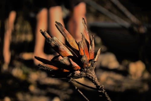 Free stock photo of fire protea burnt Stock Photo