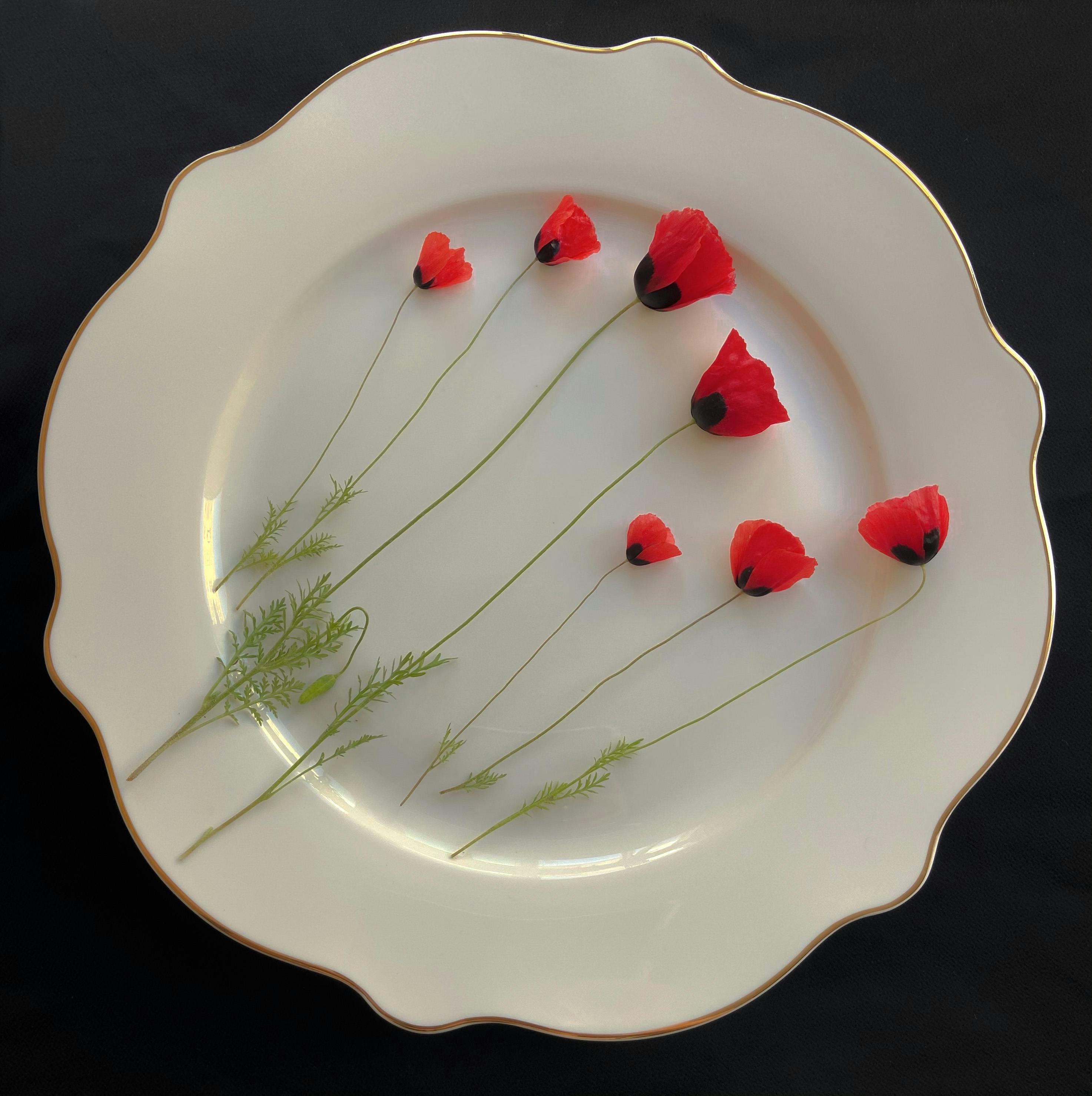 Artistic display of vibrant poppy flowers on a white decorative plate against a dark background.