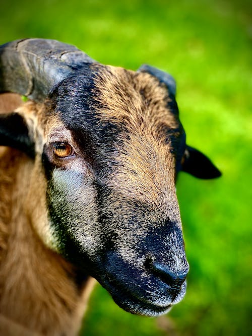 Close-Up Shot of a Brown Goat