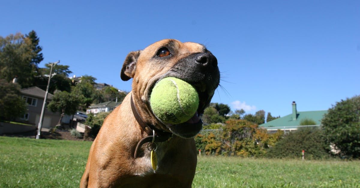 Free stock photo of ball, dog, feild