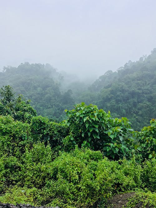 Gratis lagerfoto af amazonas regnskov, bakke, bjerg Lagerfoto