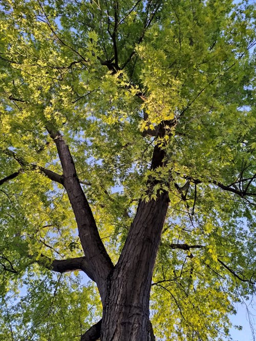 Kostenloses Stock Foto zu baum, low-angle-shot, natur