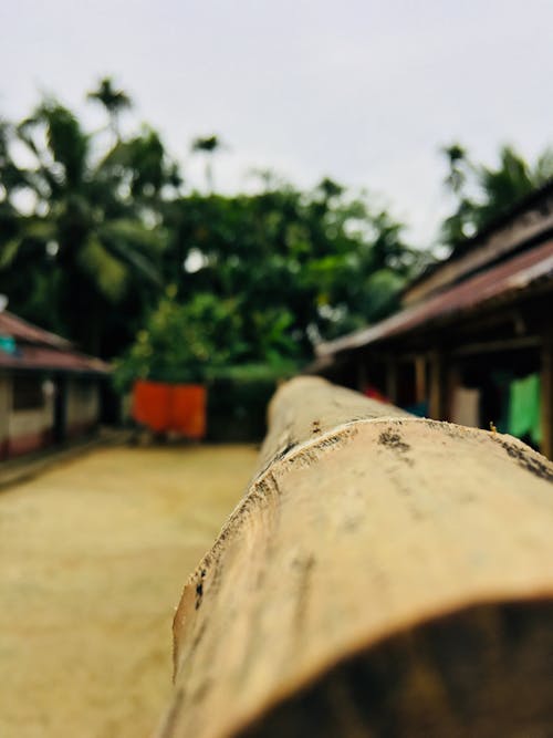 Closed Up Photography of Bamboo