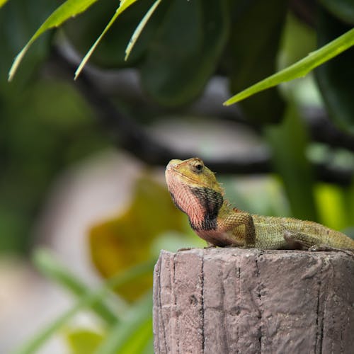 Free Close-Up Shot of a Lizard  Stock Photo