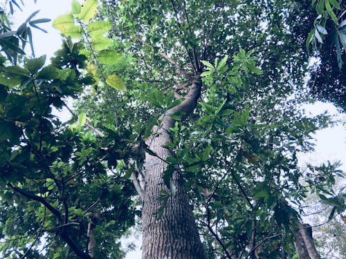 Wurmperspektive Des Grünen Blattbaums