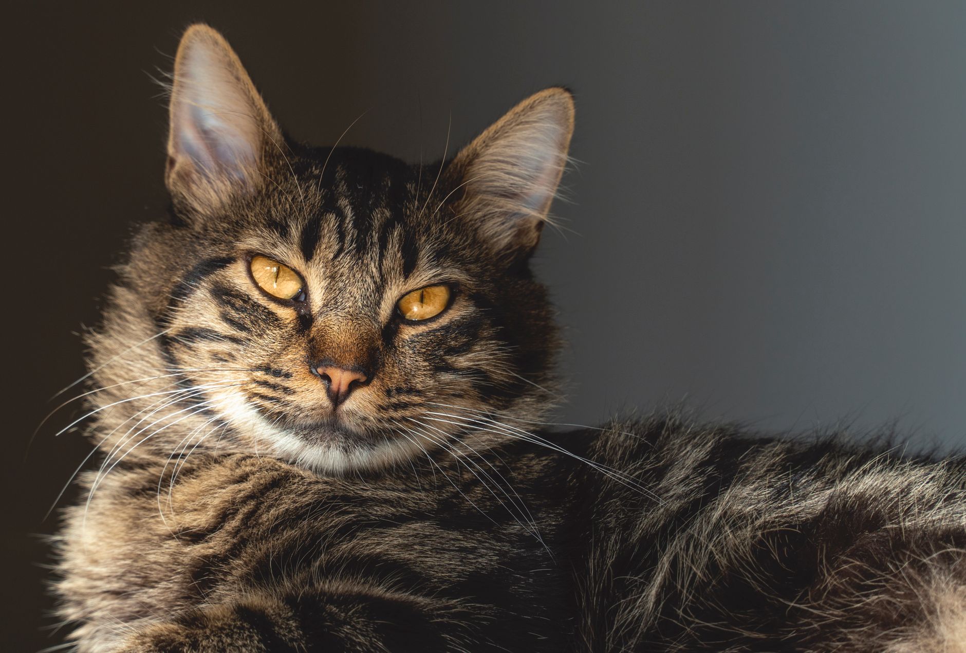 Veterinary care for a pet