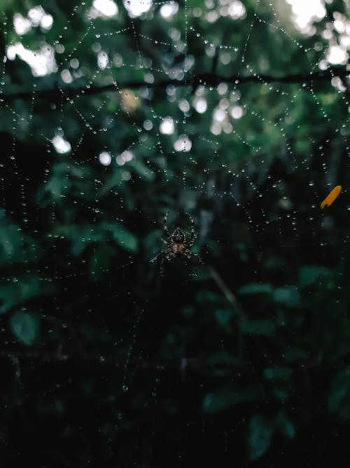 Close-Up Shot of a Spider on a Web