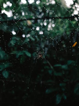 Detailed close-up of a spider on a dewy web with blurry forest background.